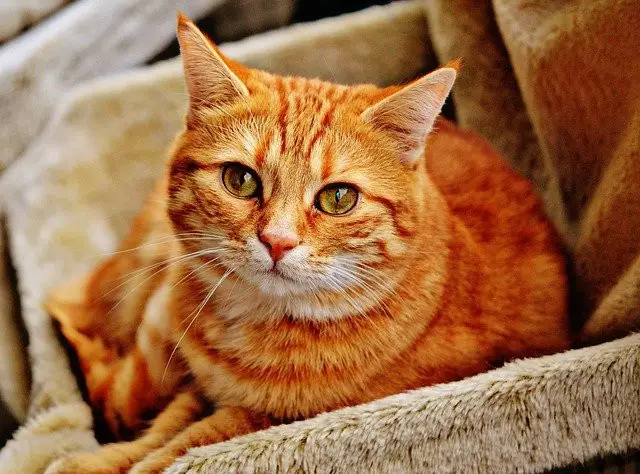 orange ticked tabby cat