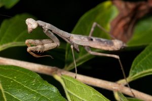 mantis insect stagmomantis mantide religiosa interesting ootheca preying