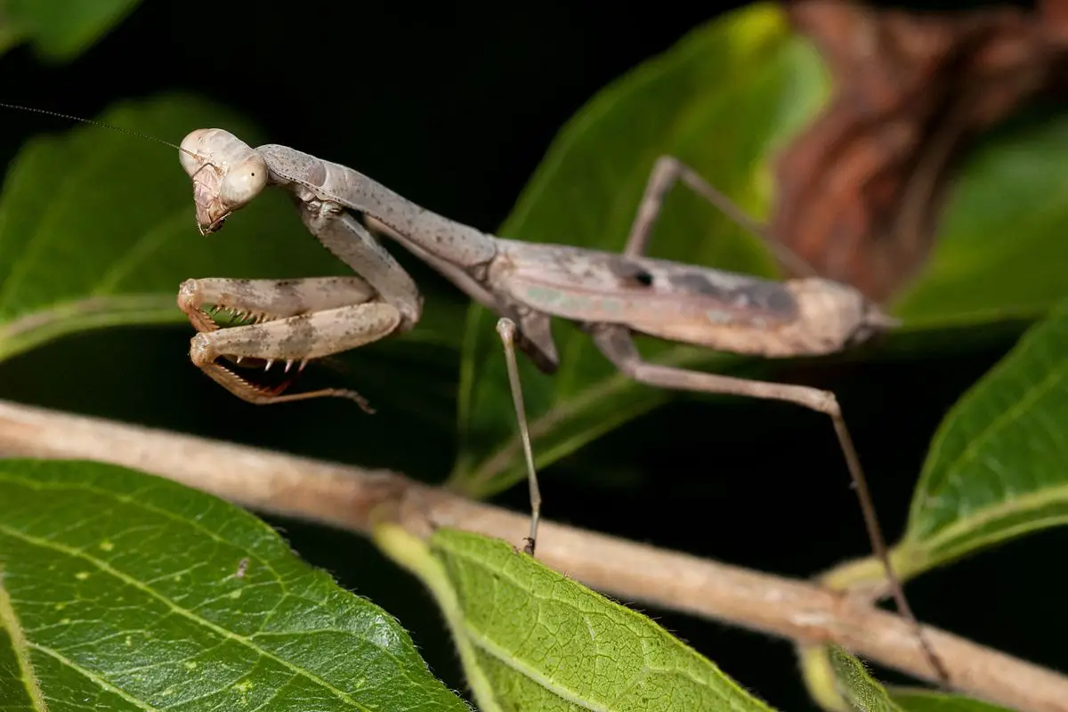 Do Praying Mantis Change Color? 7 Interesting Facts Pet
