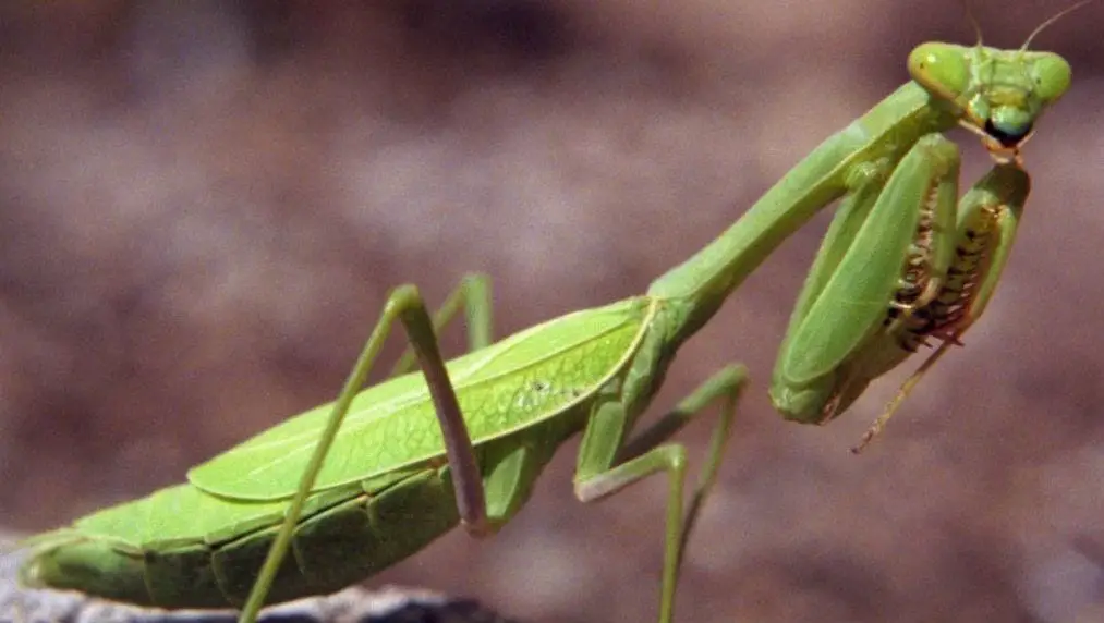 praying mantis dangerous