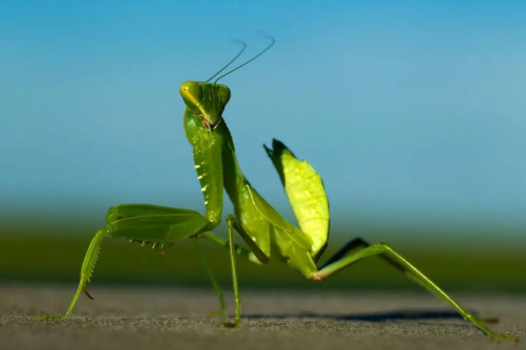 Can a Praying Mantis Really Fly But Probably Not In a Way Other Flying