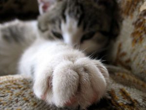 cat paw 3