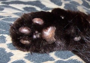 cat paw 4