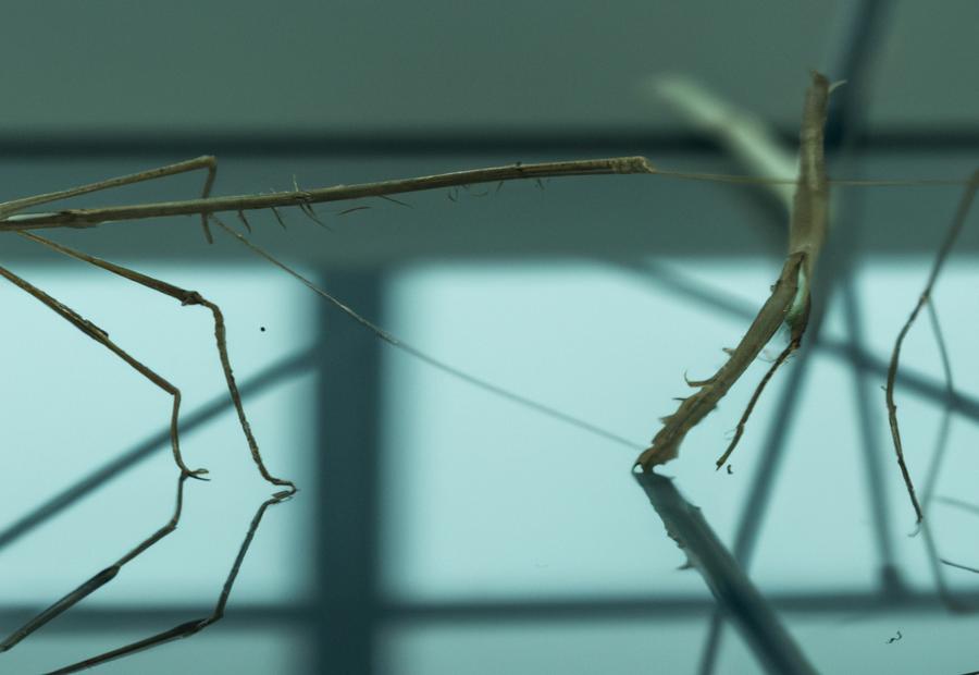 Reproductive Abilities of Asexual Stick Insects 