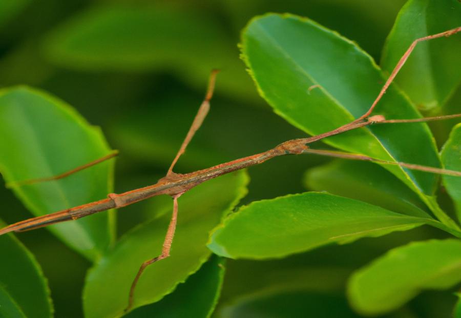 Stick insects and their food sources 