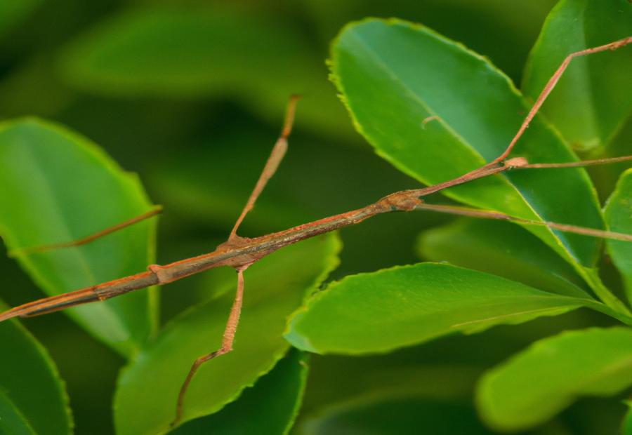 Stick insects and their food sources 