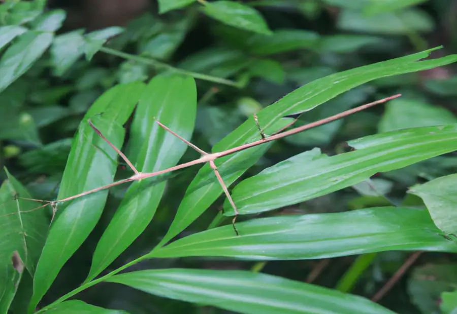 Stick insects as pets and their interaction with plants 