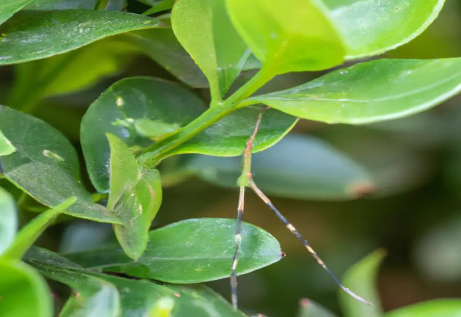 Walking sticks: Unique insects with effective camouflage 